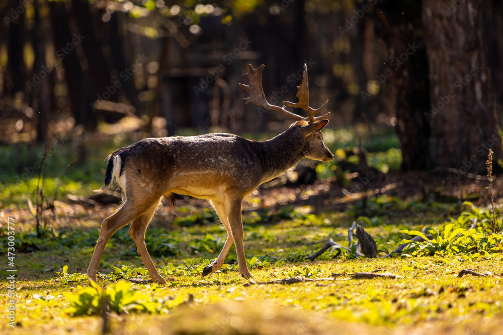 Fototapeta premium A female fallow deer walking through a forest at a cloudy day in autumn in Hesse, Germany.