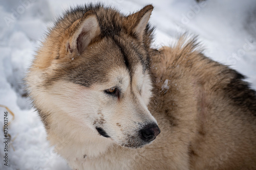 Dirty Alaskan Malamute portrait. Young adorable Northern breed dog with mud on the snout and clever look. Selective focus on the animal, blurred background.