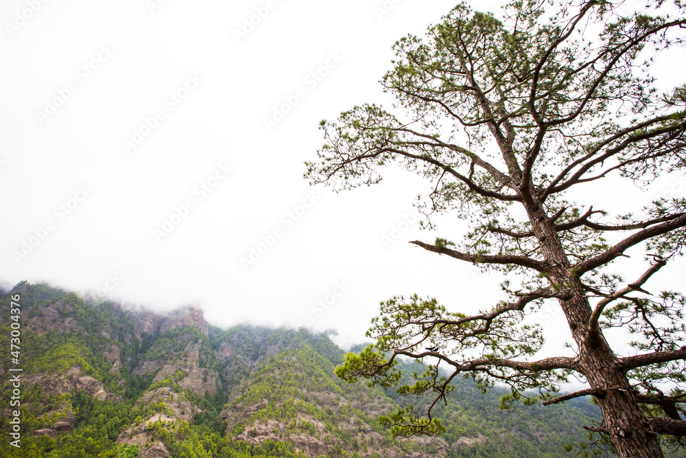 Spring in Cumbrecita, Caldera De Taburiente Nature Park, La Palma Island, Canary Islands, Spain Spring in Cumbrecita, Caldera De Taburiente Nature Park, La Palma Island, Canary Islands, Spain