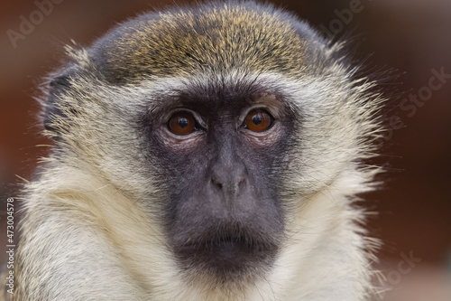 ZOO Green monkey closeup portrait 
