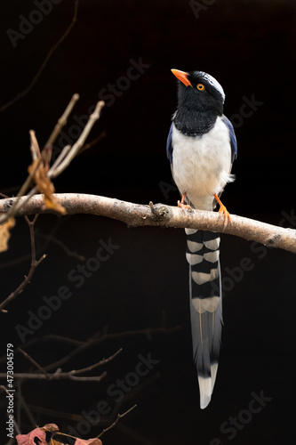 Red-billed Blue Magpie on black background