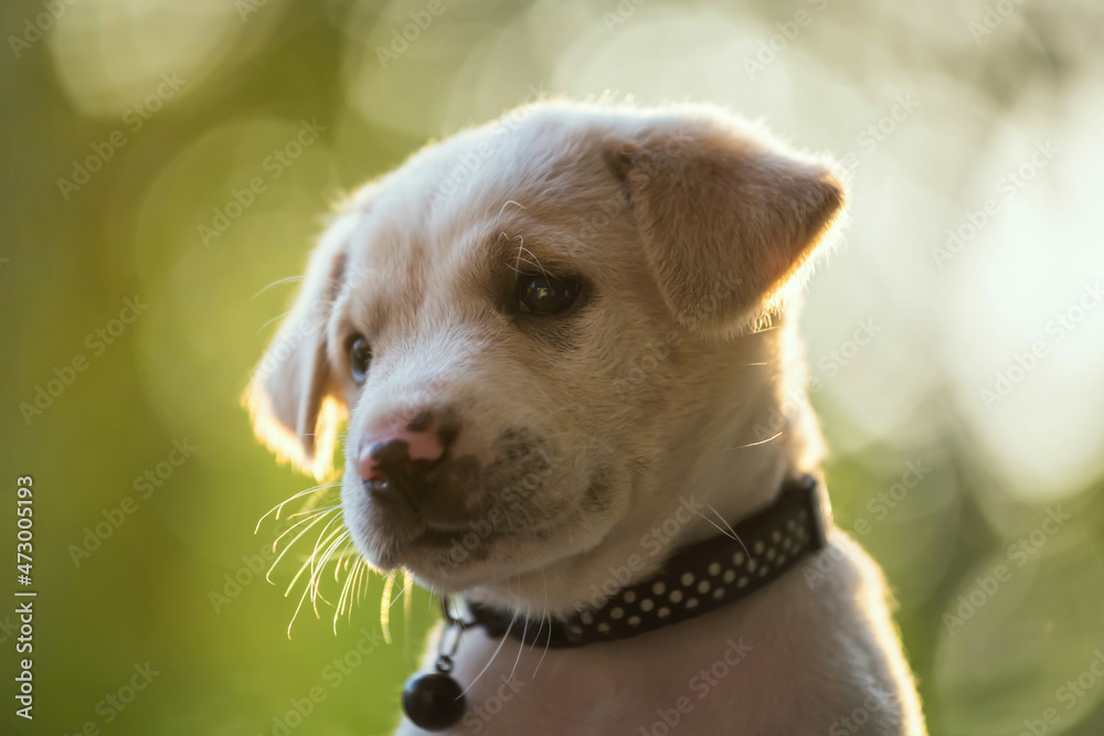 cute labrador retriver puppy in green garden at sunset cute labrador retriver puppy in green garden at sunset