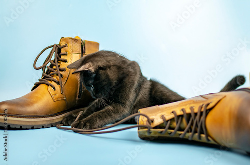 Black cat plays with laces of new shoes on a blue background. Fashionable concept.