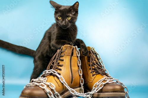 Black cat behind a pair of new shoes on a blue background. Fashionable concept.
