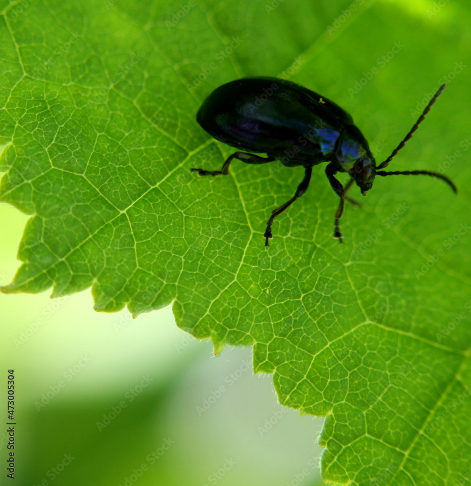 Fototapeta premium Grünschwarz