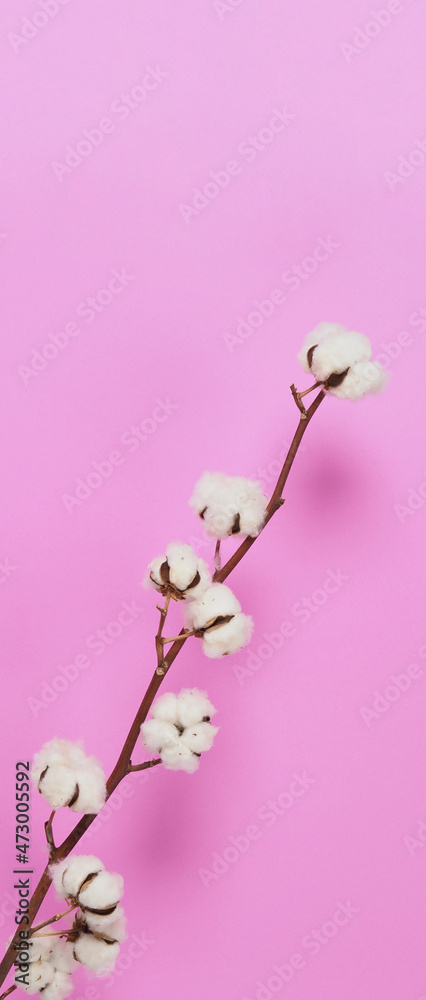 Natural Cotton flowers. Real delicate soft and gentle natural white cotton balls flower branches and pink background. Flowers composition. japan minimal style. nature cotton material for clothes.