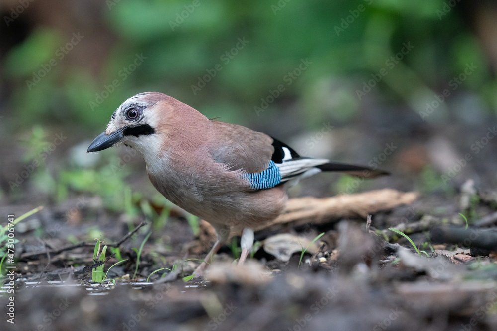 The Eurasian jay (Garrulus glandarius) The Eurasian jay (Garrulus glandarius)