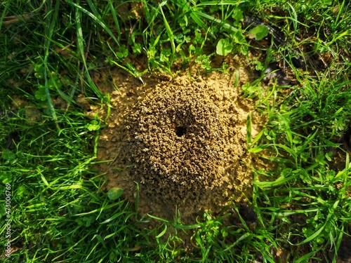 anthill in the meadow