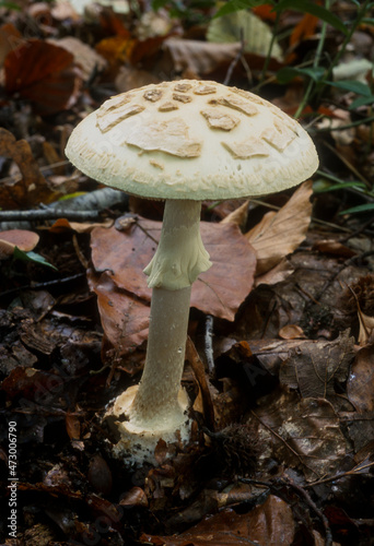 Champignon, Amanite citrine, Amanita citrina, Amanita mappa photo