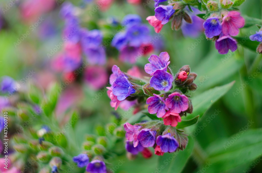 Beautiful flowers of lungwort in the garden. Purple floral background.