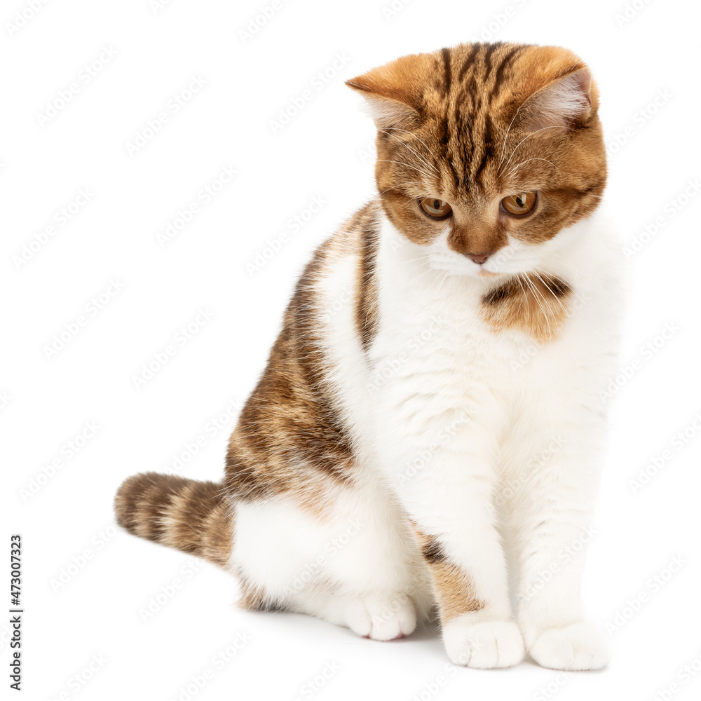 Cute Cat sitting isolated on white background. Red Cat, looking gaze looking down. British shorthair marble with beautiful big eyes. Front view