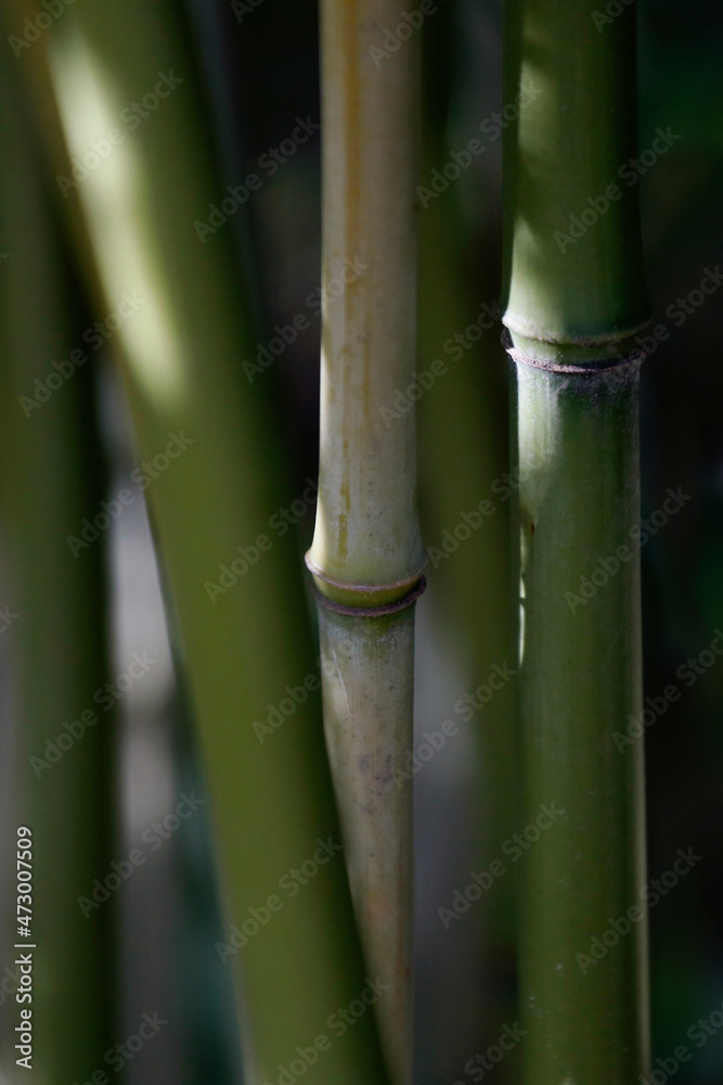 Obraz premium Bamboo plant and sticks, close-up.