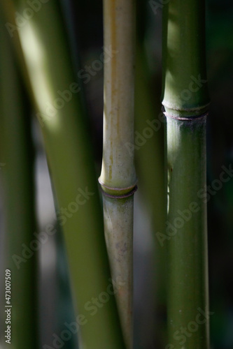 Bamboo plant and sticks, close-up.