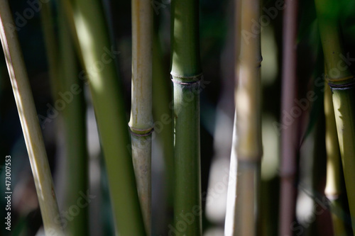 Bamboo plant and sticks  close-up.
