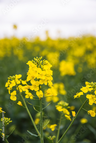Fototapeta Naklejka Na Ścianę i Meble -  Blooming yellow rapeseed plants close up; vertical picture; Renewable energy concept