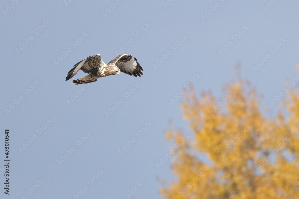 Obraz premium Rough-legged buzzard