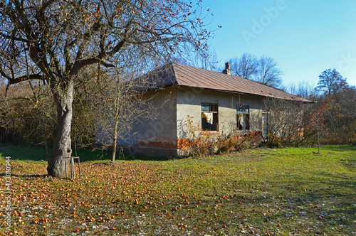 Fototapeta Naklejka Na Ścianę i Meble -  Big apple tree near the old abandoned house