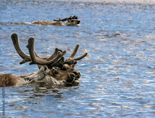 Wild reindeer swim across the river during the spring migration.