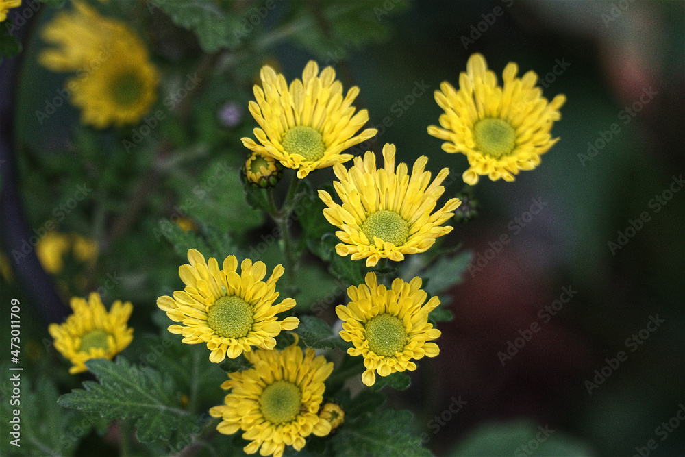 Herbstaster, Astern, Blüten, Blumen, Aster, Herbst, Garten, gelb