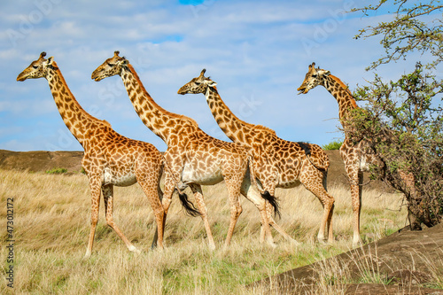 Fototapeta Naklejka Na Ścianę i Meble -  Giraffen, Giraffe, Tansania, Afrika