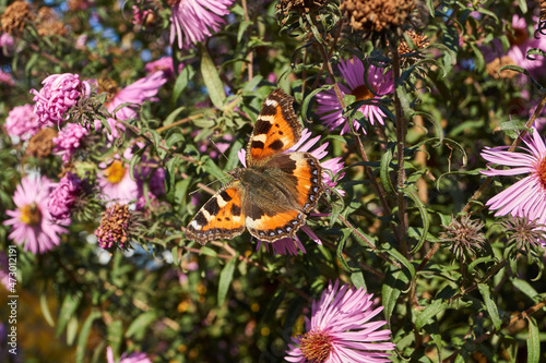 Butterfly Urticaria (lat. Aglais urticae, = Nymphalis urticae) collects nectar from flowers.