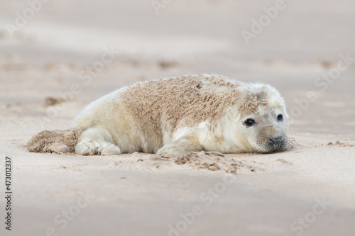 Newborn Atlantic Grey Seal Pup (Halichoerus grypus)