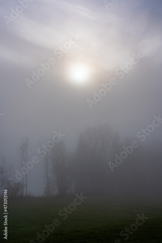 Nebel  Sonne  B  ume  Wolken