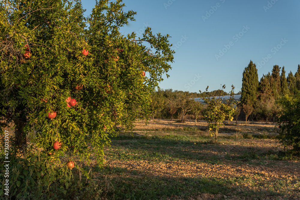 Fototapeta premium Close-up of a pomegranate fruit on a pomegranate tree at sunrise. Image of organic and natural fruit. Island of Mallorca, Spain