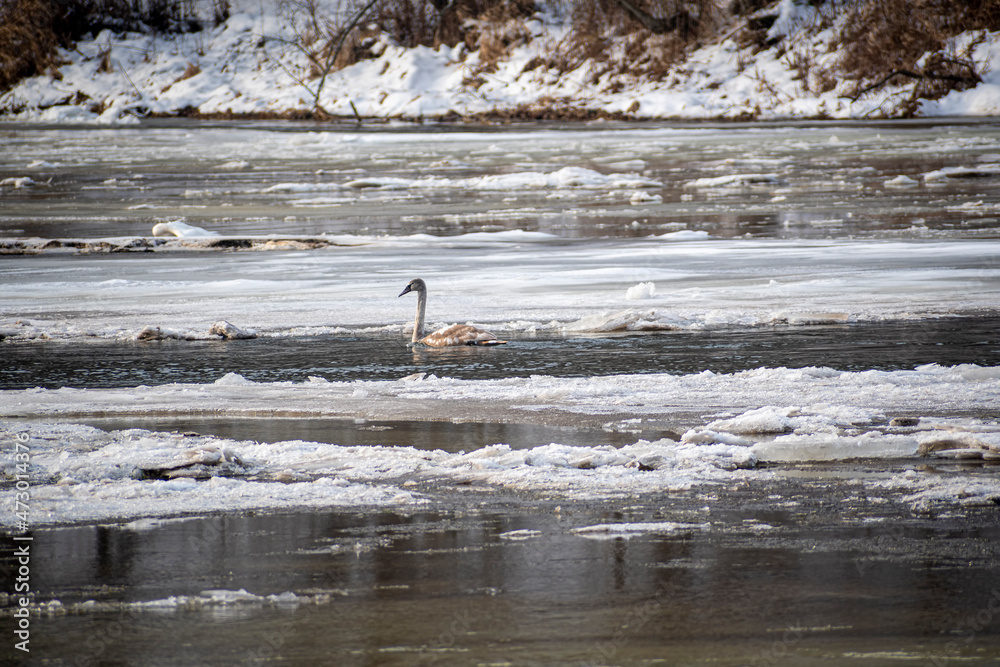 Young swan swimming in a frozen river, Lithuania. Single water bird with long neck and grey feathers. Selective focus on the animal, blurred background. Young swan swimming in a frozen river, Lithuania. Single water bird with long neck and grey feathers. Selective focus on the animal, blurred background.