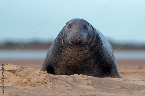 Male Atlantic Grey Seal (Halichoerus grypus) travelling from sand dunes toward the sea
