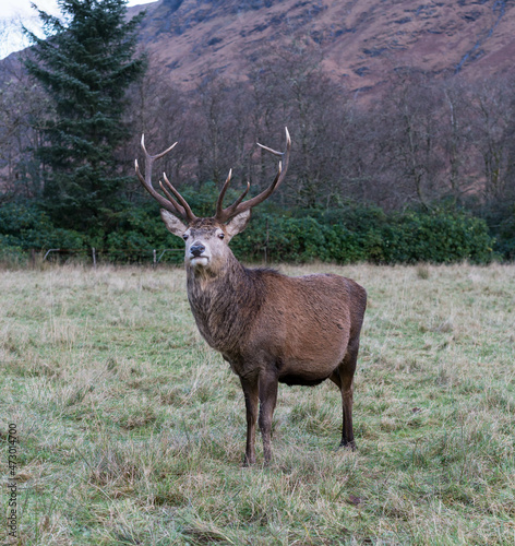 Red Deer Stag