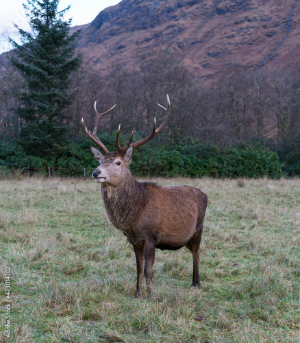 Red Deer Stag