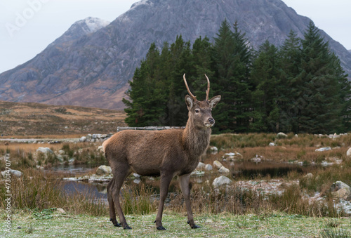 Red Deer Stag