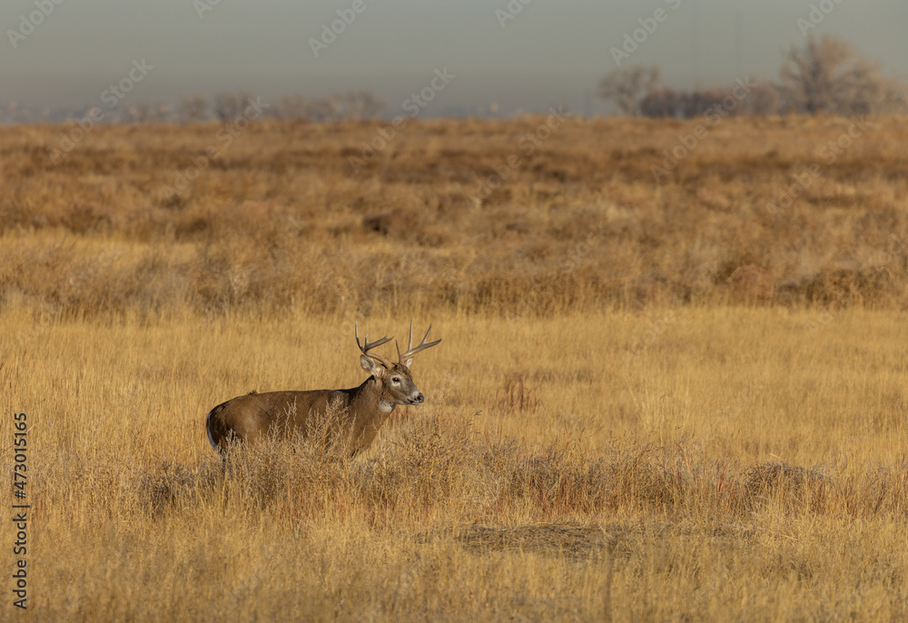 Buck Whitetail Deer in Colorado During the Fall Rut Buck Whitetail Deer in Colorado During the Fall Rut
