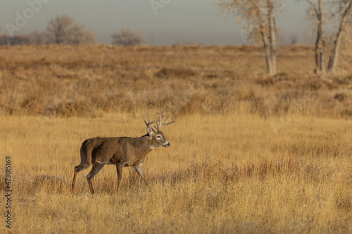 Buck Whitetail Deer in Colorado During the Fall Rut