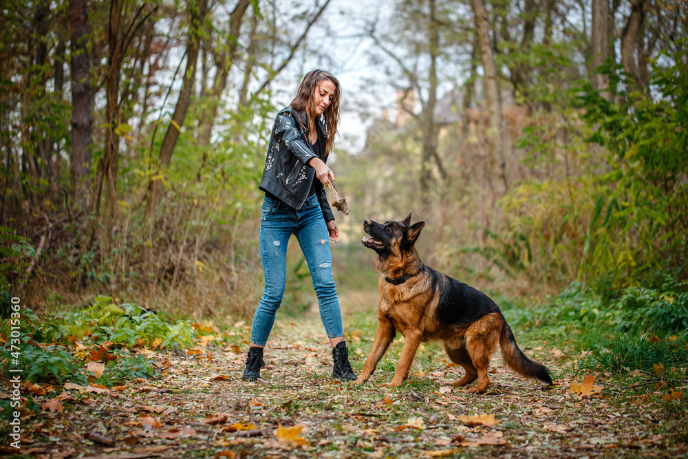 German shepherd for a walk with a woman in the autumn forest. Training German shepherd for a walk with a woman in the autumn forest. Training