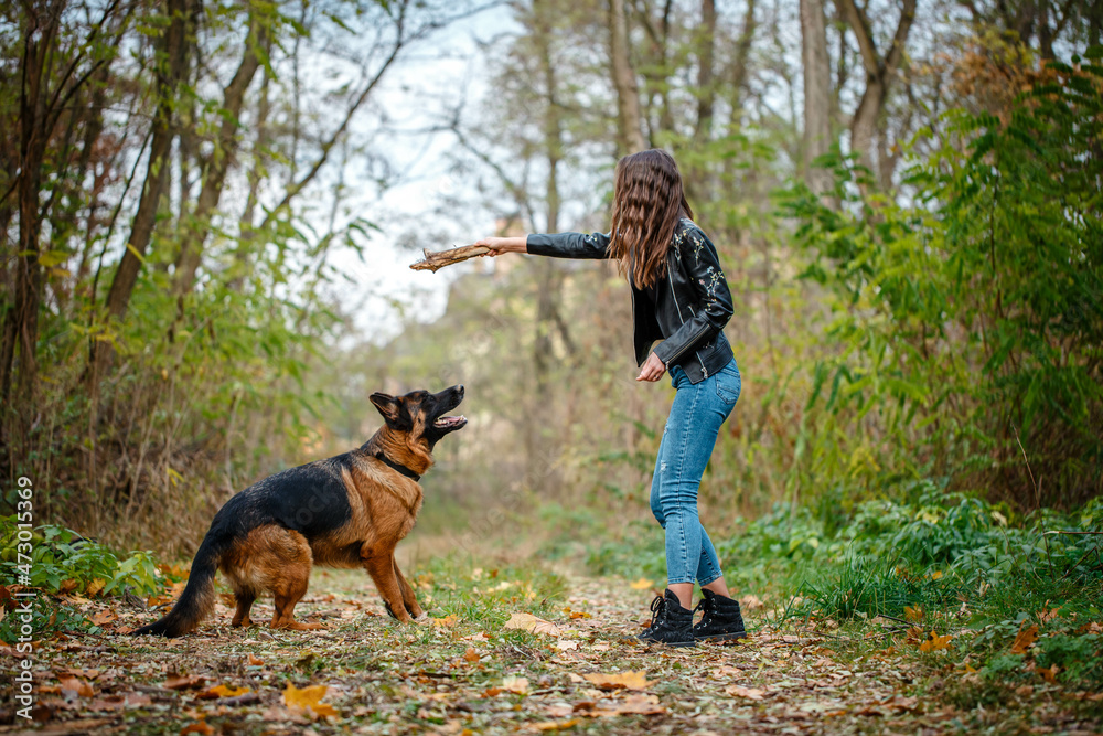 German shepherd for a walk with a woman in the autumn forest. Training