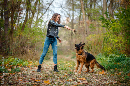 German shepherd for a walk with a woman in the autumn forest. Training