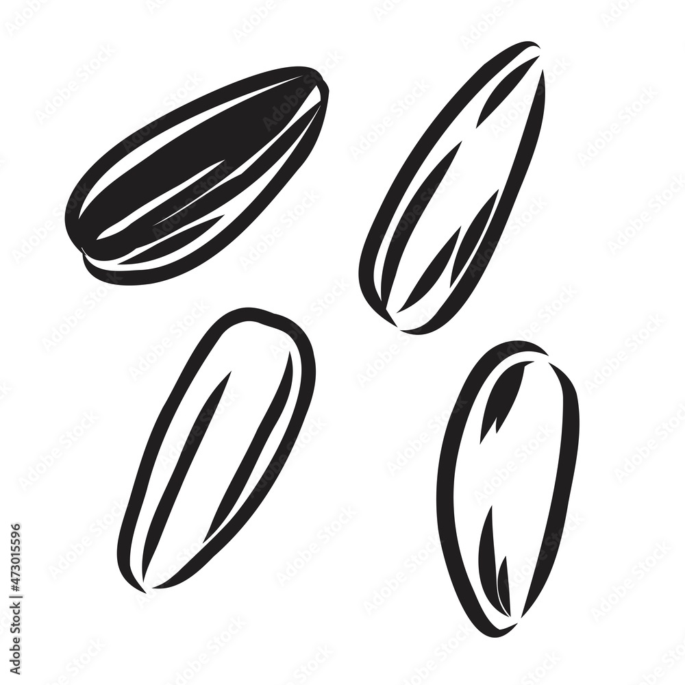 Sunflower seed isolated on white background. Hand drawn sketch. Vector illustration.
