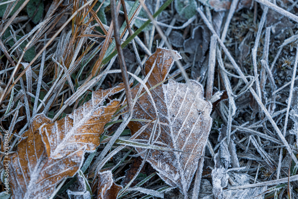 Fototapeta premium autumnal dry leaves and grass in Frozen weather