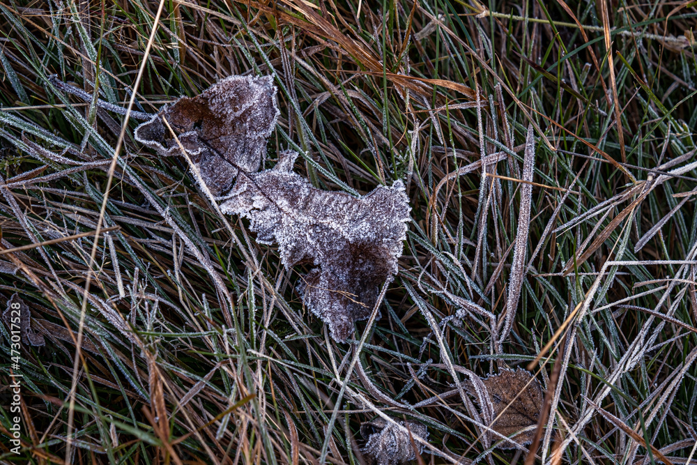autumnal dry leaves and grass in Frozen weather autumnal dry leaves and grass in Frozen weather