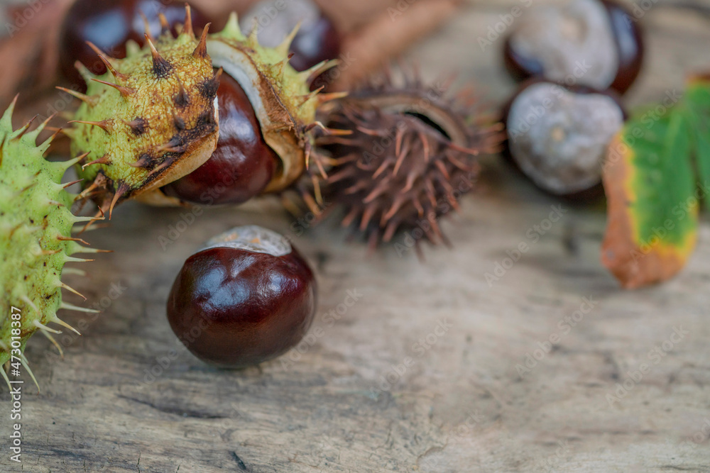 autumn background with horse chestnuts and dried leaves on a wooden table with copy space autumn background with horse chestnuts and dried leaves on a wooden table with copy space