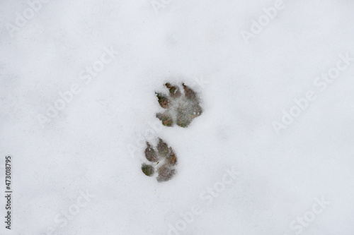 Two dog footprints in the snow