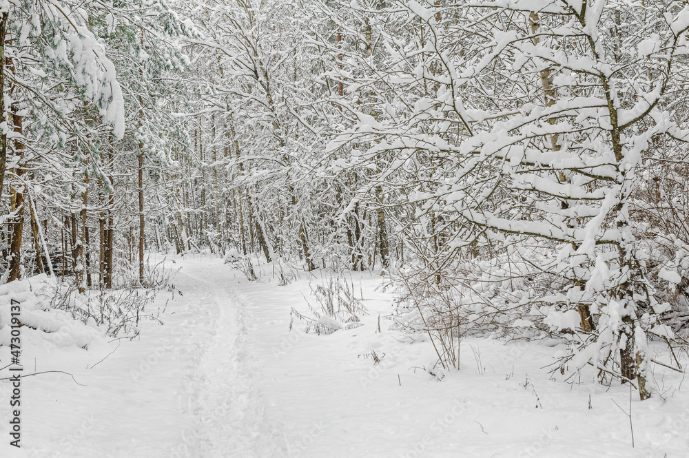 Hiking trail in the forest in winter with lots of snow, footprints in the snow of people Hiking trail in the forest in winter with lots of snow, footprints in the snow of people