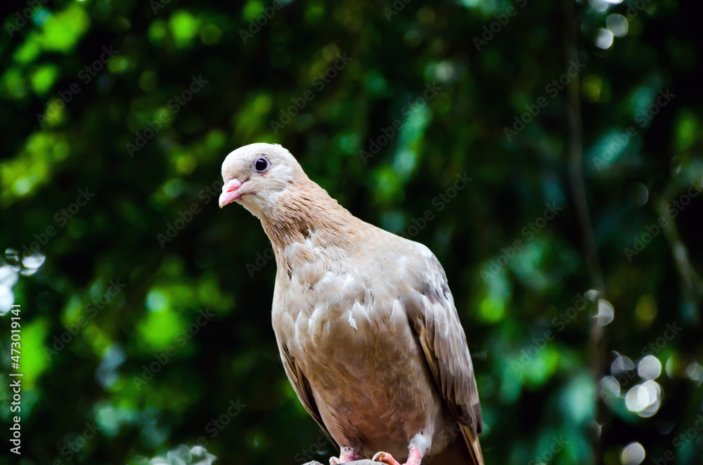 Closeup of domestic pigeon also called rock dove sitting on the door. Pigeon bird looking at the camera giving a look. Closeup of domestic pigeon also called rock dove sitting on the door. Pigeon bird looking at the camera giving a look.