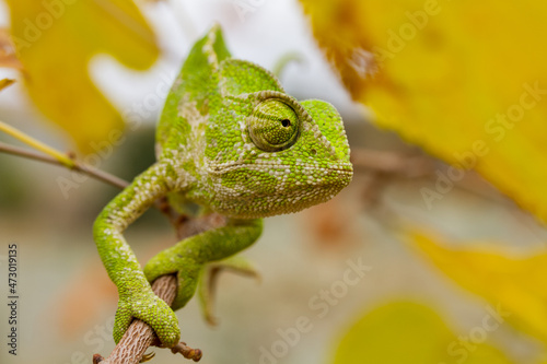 A closeup of the common chameleon or Mediterranean chameleon, Chamaeleo chamaeleon