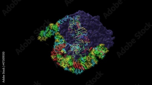 The catalytic core lobe of human telomerase (blue) in complex with histones (pink and brown) and telomeric DNA. Animated 3D cartoon and Gaussian surface models, PDB 7bg9, black background photo