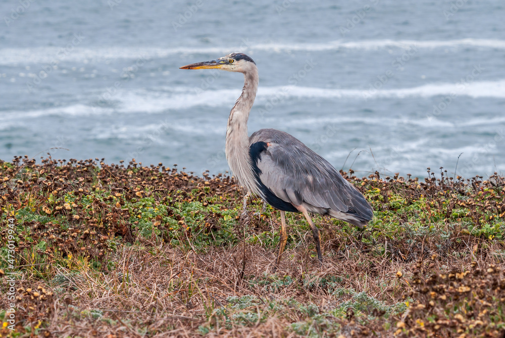 Fototapeta premium Great Blue Heron (Ardea herodias) in Bodega Bay area, California, USA