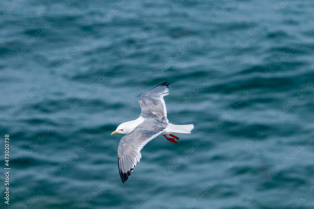 Red-legged Kittiwake (Rissa brevirostris) at colony in St. George Island, Pribilof Islands, Alaska, USA Red-legged Kittiwake (Rissa brevirostris) at colony in St. George Island, Pribilof Islands, Alaska, USA