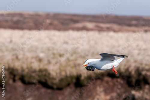 Red-legged Kittiwake (Rissa brevirostris) at colony in St. George Island, Pribilof Islands, Alaska, USA photo